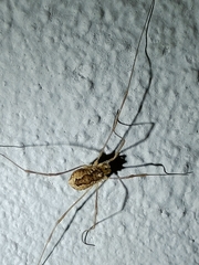 Rilaena triangularis