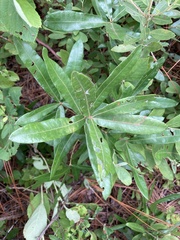 Quercus pumila