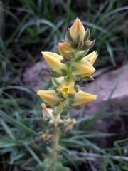 Echeveria platyphylla