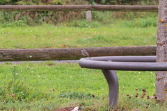 Phoenicurus ochruros