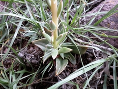 Echeveria platyphylla