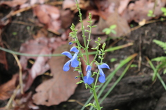 Salvia vitifolia