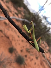 Trachymantis dentifrons