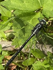 Stenogomphurus rogersi