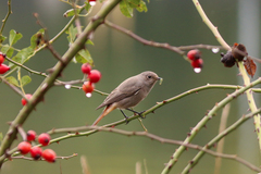 Phoenicurus ochruros