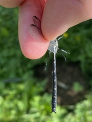 Stenogomphurus rogersi