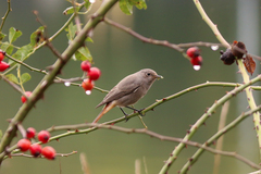 Phoenicurus ochruros