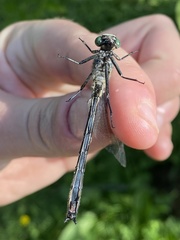 Stenogomphurus rogersi