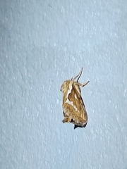 Korscheltellus lupulina