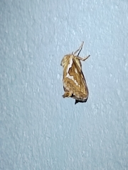 Korscheltellus lupulina