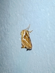 Korscheltellus lupulina