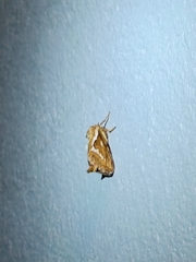 Korscheltellus lupulina