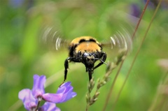 Bombus borealis