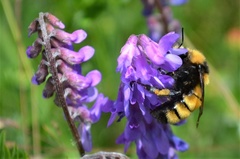 Bombus borealis