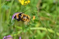 Bombus borealis