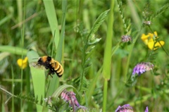 Bombus borealis