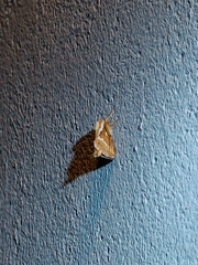 Korscheltellus lupulina