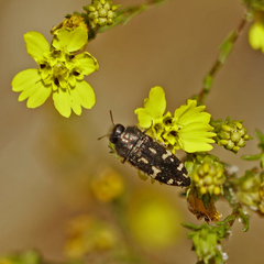 Acmaeodera connexa