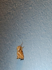 Korscheltellus lupulina