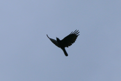 Corvus corone