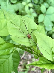 Leiobunum aldrichi