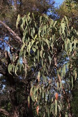Corymbia eximia