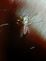Aedes