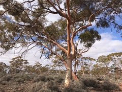 Eucalyptus salmonophloia