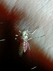 Aedes