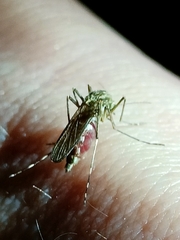 Aedes