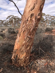 Eucalyptus salmonophloia