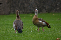 Alopochen aegyptiaca