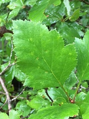 Crataegus intricata
