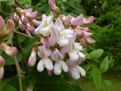 Robinia pseudoacacia