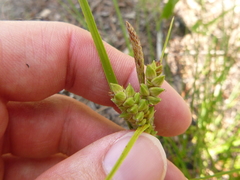 Carex tenax