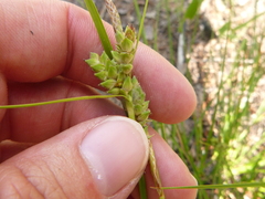 Carex tenax