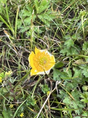 Ranunculus