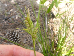 Carex tenax