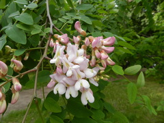 Robinia pseudoacacia