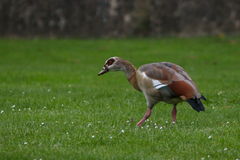 Alopochen aegyptiaca