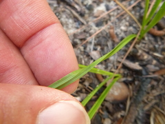 Carex tenax
