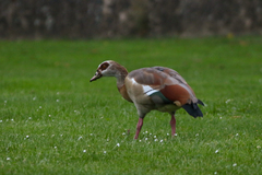 Alopochen aegyptiaca