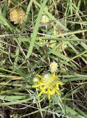Dalea aurea