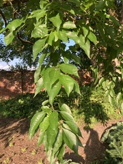 Maclura