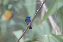 Niltava macgrigoriae