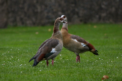 Alopochen aegyptiaca