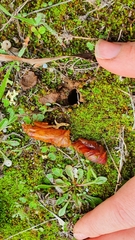 Abantiades argentata