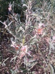 Sphaeralcea angustifolia
