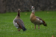 Alopochen aegyptiaca