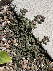 Euphorbia maculata